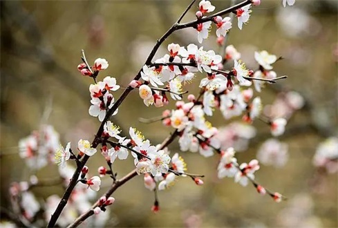 吃喝玩樂(lè)不遠(yuǎn)行，帶你一卡游濟(jì)寧！濟(jì)寧旅游惠民卡送您一個(gè)春天（附辦卡攻略）