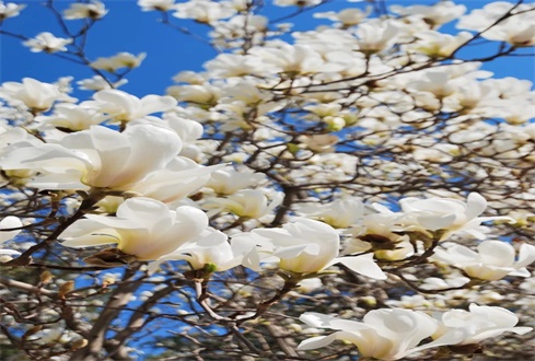 中央：全國性文體活動(dòng)及跨省跨境旅游等暫不恢復(fù)