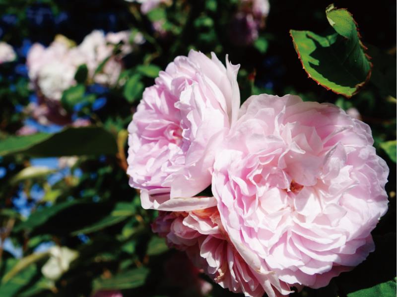 戰(zhàn)疫情 促發(fā)展 | 孔子文旅集團(tuán)啟動(dòng)線(xiàn)上精品線(xiàn)路營(yíng)銷(xiāo)活動(dòng)