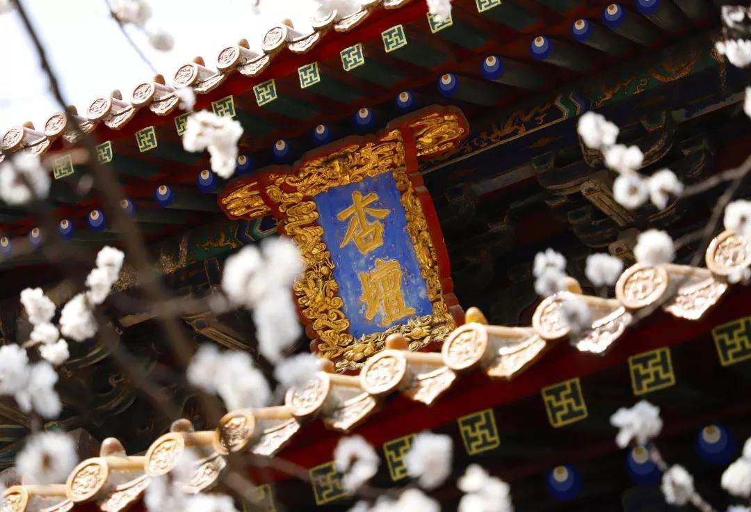 春日三孔 | 杏花微雨后，春色滿圣城，在三孔里尋找春天